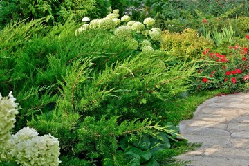 Lush Juniper pfitzeriana Mint julep in the garden design in summer close up.
