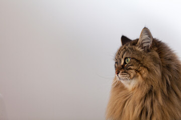 Profile of a cat, brown tabby version of siberian breed