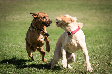 two dogs playing with each other in the grass.