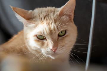 茶トラの猫　ももたろう