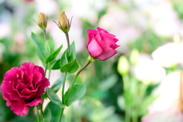 Pink Lisianthus Flowers in The Garden with Copy Space