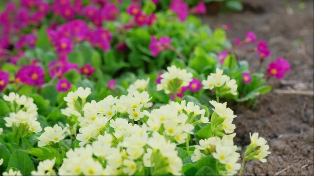 Easter concept. Primrose Primula with yellow and pink flowers in flowerbed in spring time. Inspirational natural floral spring or summer blooming garden or park. Hello spring