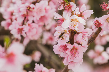 Almond flowers closeup. Flowering branches of an almond tree in an orchard. Bee approaching them to collect pollen