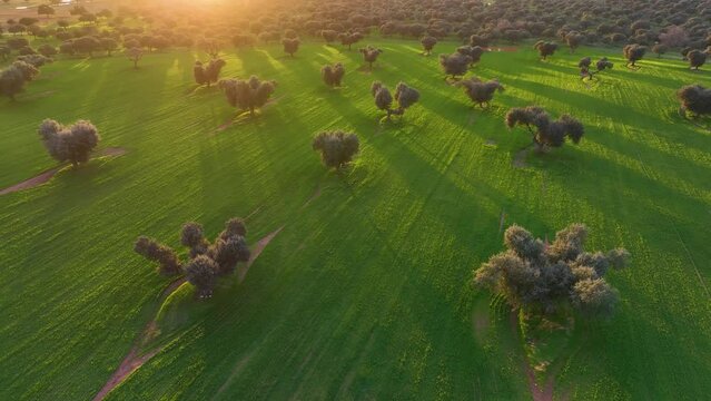 Holm oak meadow, Holm oak (Quercus ilex). Aerial view from a drone. Charro Field. Salamanca. Castile and Leon. Spain. Europe