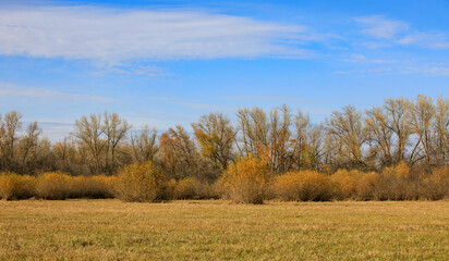 Fototapeta premium Beautiful autumn forest landscape astrakhan region