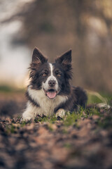 bordercollie