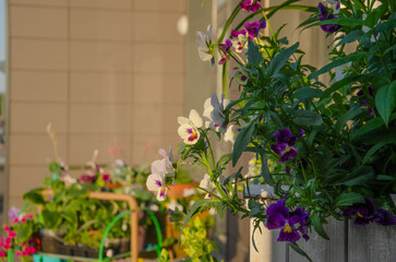 Fototapeta na wymiar outdoor violet flowers, decoration of city design, lawns, flower beds