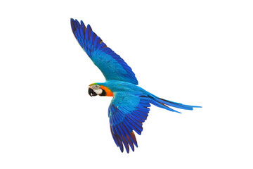 Colorful Macaw parrot flying isolated on transparent background png file