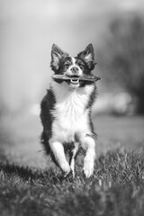 bordercollie
