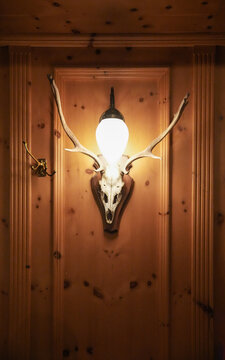 Deer skull hanged on a wooden wall