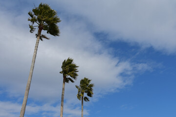 青空と風に揺れるヤシの木
