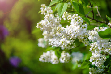Inflorescence of a white lilac against a blue sky
