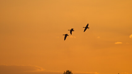 Sunset of flying birds, geese departing with sunset on the background. Greylag gooses flying in the air.	
