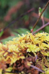 Close-up of weeds in a cold rain forest