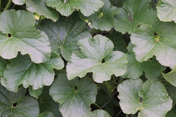 wall with green ivy leaves