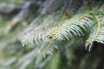 Naklejka na ściany i meble Close-up photo of green pine leaves.