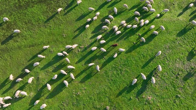 Flock of sheep in the holm oak pasture between Zamayon and Valdelosa. Aerial view from a drone. Charro Field. Salamanca. Castile and Leon. Spain. Europe