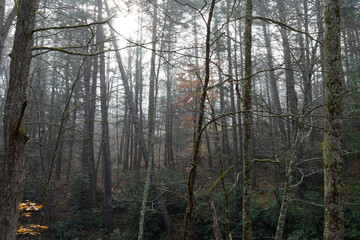 Foggy morning light in mountain wilderness landscape, fall or winter season, horizontal aspect