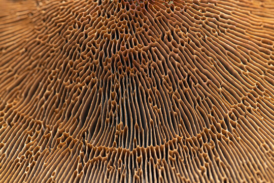 Close up of the underside of a brown tree fungus. You can clearly see the slats that look like a labyrinth.