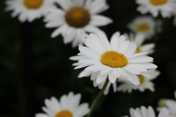 daisies on a green background
