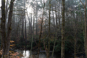 Stream and bare trees in fall winter landscape on a foggy morning, horizontal aspect