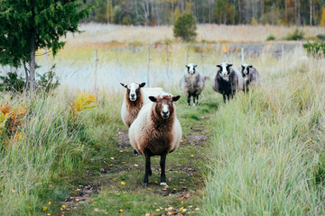 Sheep in a meadow. Portrait of sheep eating grass near a small lake. Farm, country life and animal...