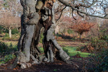 An Ancient beech tree which has become hollow with age