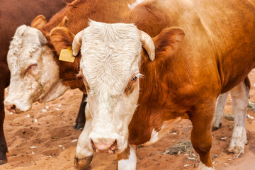 cattle in the kraal