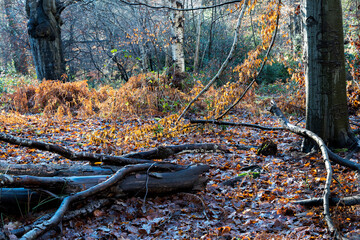 Sunlight on Beech leaves in a woodland setting