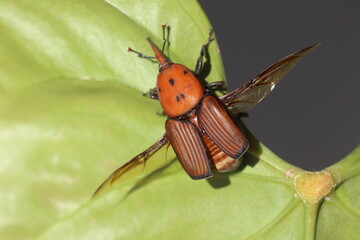 Rhynchophorus ferrugineus also known as red palm weevil, Asian palm weevil or sago palm weevil