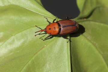 Rhynchophorus ferrugineus also known as red palm weevil, Asian palm weevil or sago palm weevil	
