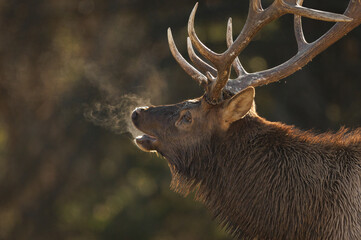 Bull Elk during the rut in the Canadian Rockies