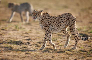 Cheetah in the Masai Mara, Africa 