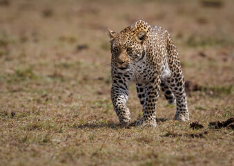 Leopard in the Masai Mara, Africa 