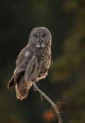 Fototapeta premium A great gray owl in Canada 