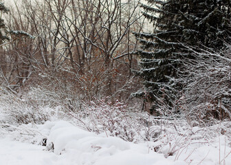 landscape with snow-covered trees. Winter landscape. City park. Rest in the winter forest