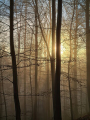 Forest in fog und  in the sunshine