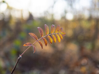 Autumn leaf in the forest