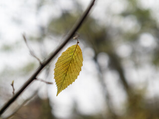 Autumn leaf in the forest