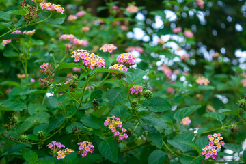 Lantana camara commonly known as west indian lantana