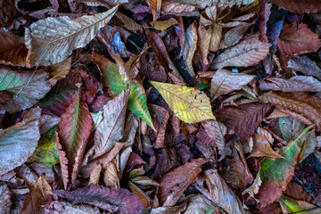 Dry leaves fallen on the Portuguese pavement on an autumn night.