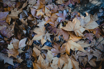 Dry leaves fallen on the Portuguese pavement on an autumn night.