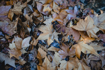 Dry leaves fallen on the Portuguese pavement on an autumn night.