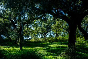 Obraz premium Cork trees enjoying the autumn sun, in an Alentejo countryside full of lush green vegetation