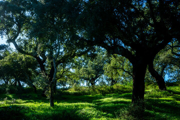 Cork trees enjoying the autumn sun, in an Alentejo countryside full of lush green vegetation