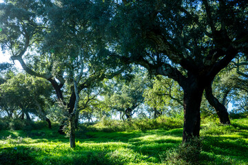 Cork trees enjoying the autumn sun, in an Alentejo countryside full of lush green vegetation