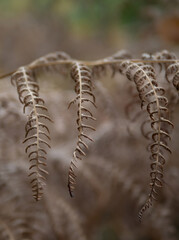 fern leaves in the sunshine