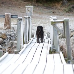 dog on the bridge