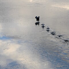 Goldeneye on the fly