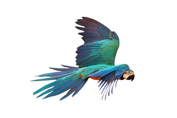 Colorful Macaw parrot flying isolated on transparent background png file